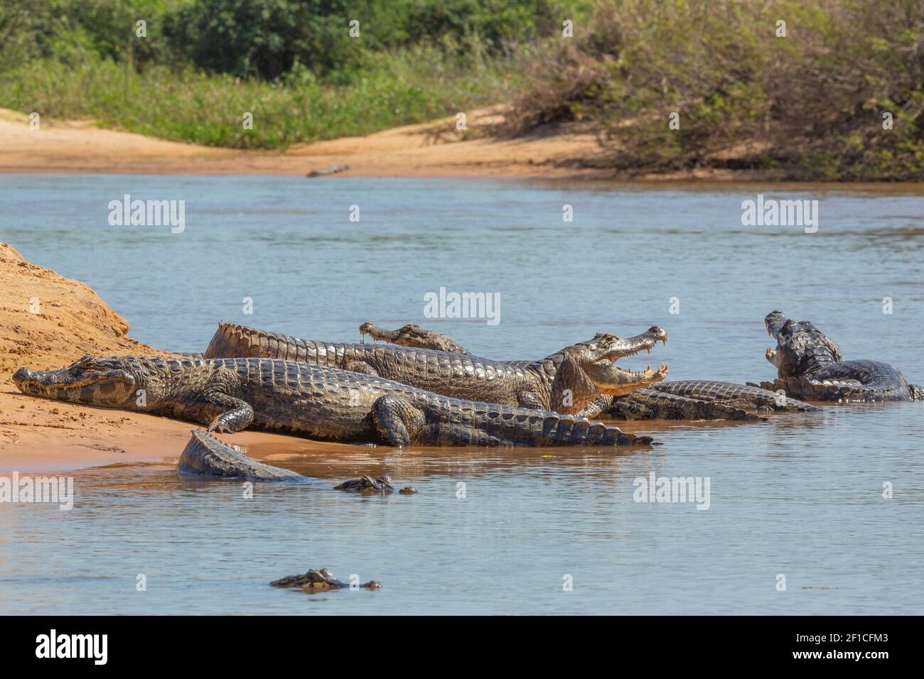 Fauna selvatica brasiliana: Alcuni Caimani che bagnano al sole nel Pantanal settentrionale, Mato Grosso, Brasile Foto Stock