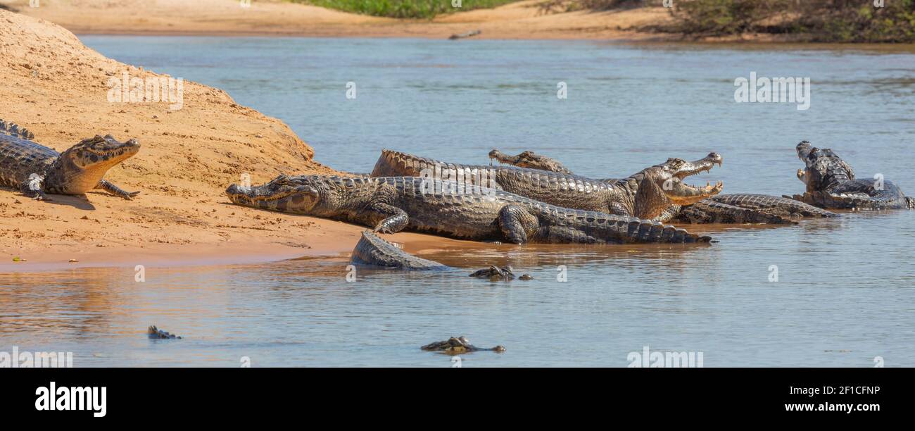 Caimani che giacciono al sole su una riva del fiume nel Rio Sao Lourenco nel Pantanal settentrionale in Mato Grosso, Brasile Foto Stock