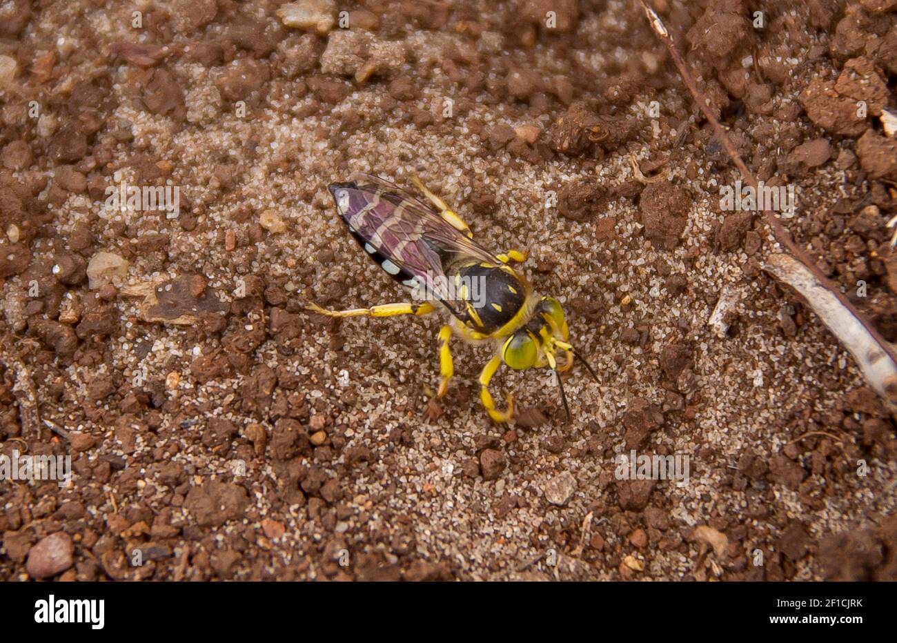 Vespa di sabbia gialla, Bembix palmata, un insetto colorato che costruisce il suo nido nel terreno a Queensland, Australia. Foto Stock