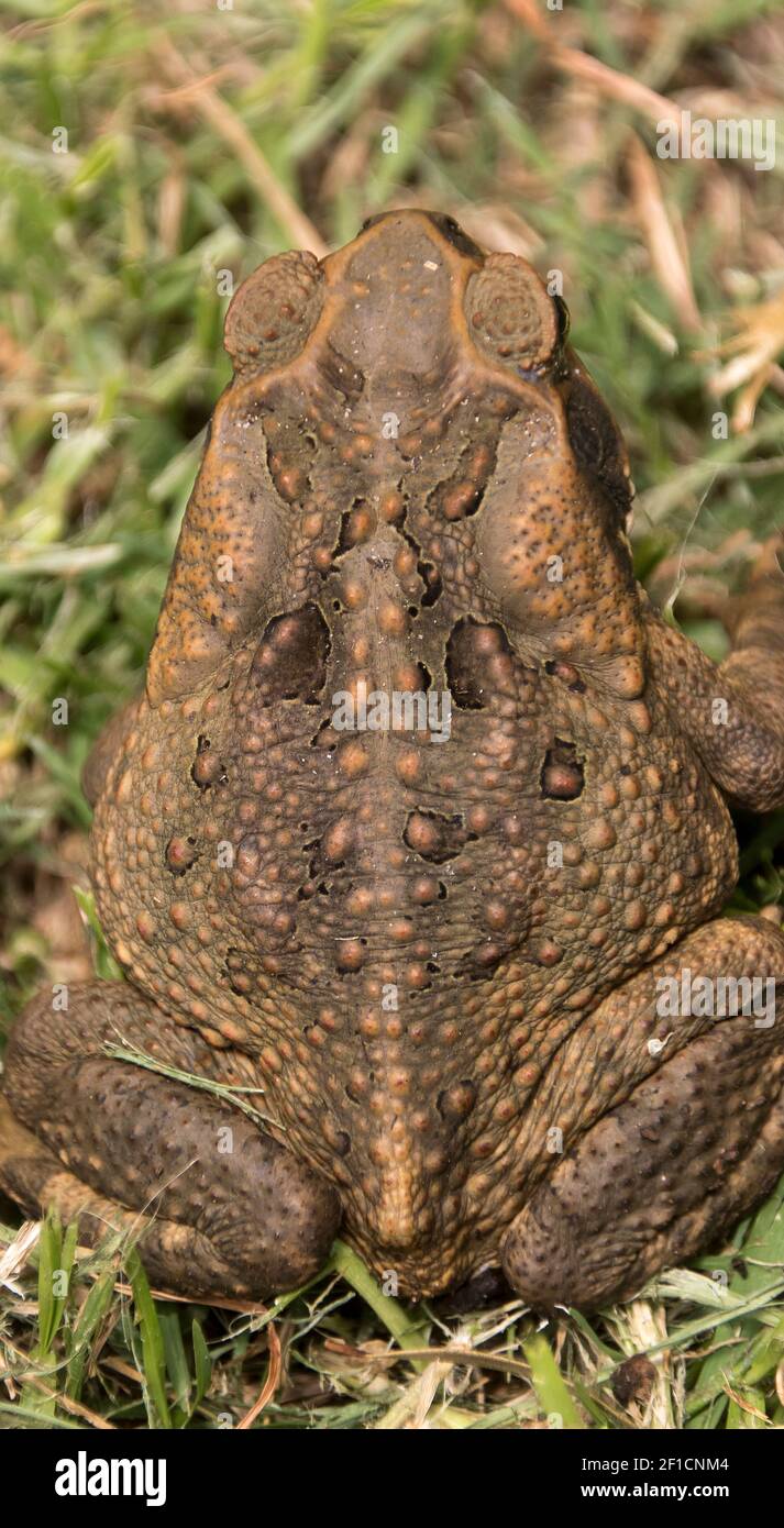 Retro di cane toad, Rhinella marina, Queensland Australia. Un parassito feriale, originario dell'America centrale e meridionale, che danneggia la fauna selvatica e le colture in Australia Foto Stock