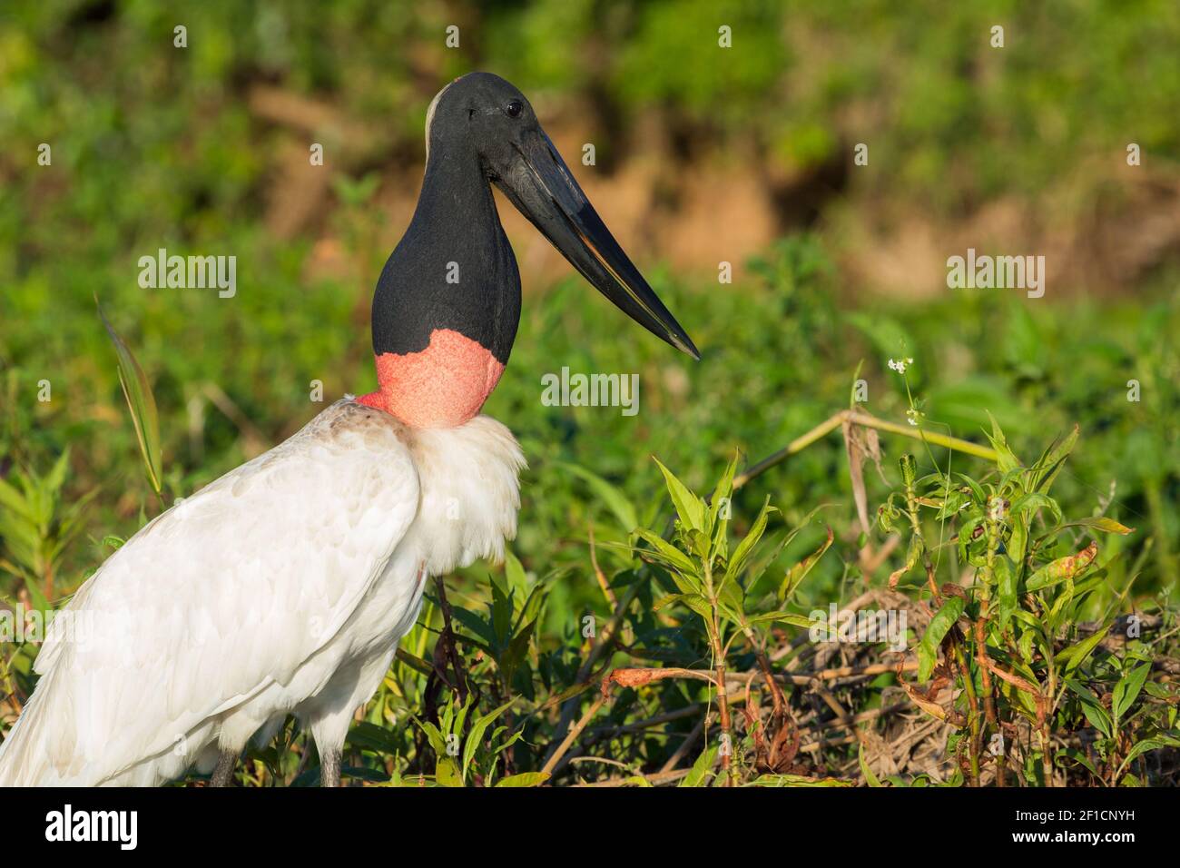 Vista laterale di un Jabiru che mostra il collo gonfio, la testa e il becco presi in habitat naturale nel Pantanal in Mato Grosso, Bzazil Foto Stock