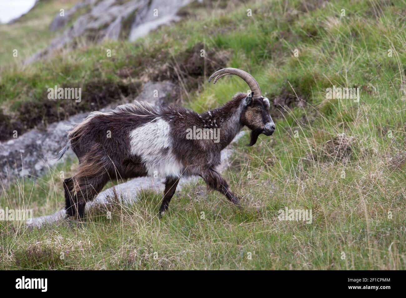Wild Goat (Capra hircus), Dumfries & Galloway, Scozia, Regno Unito Foto Stock