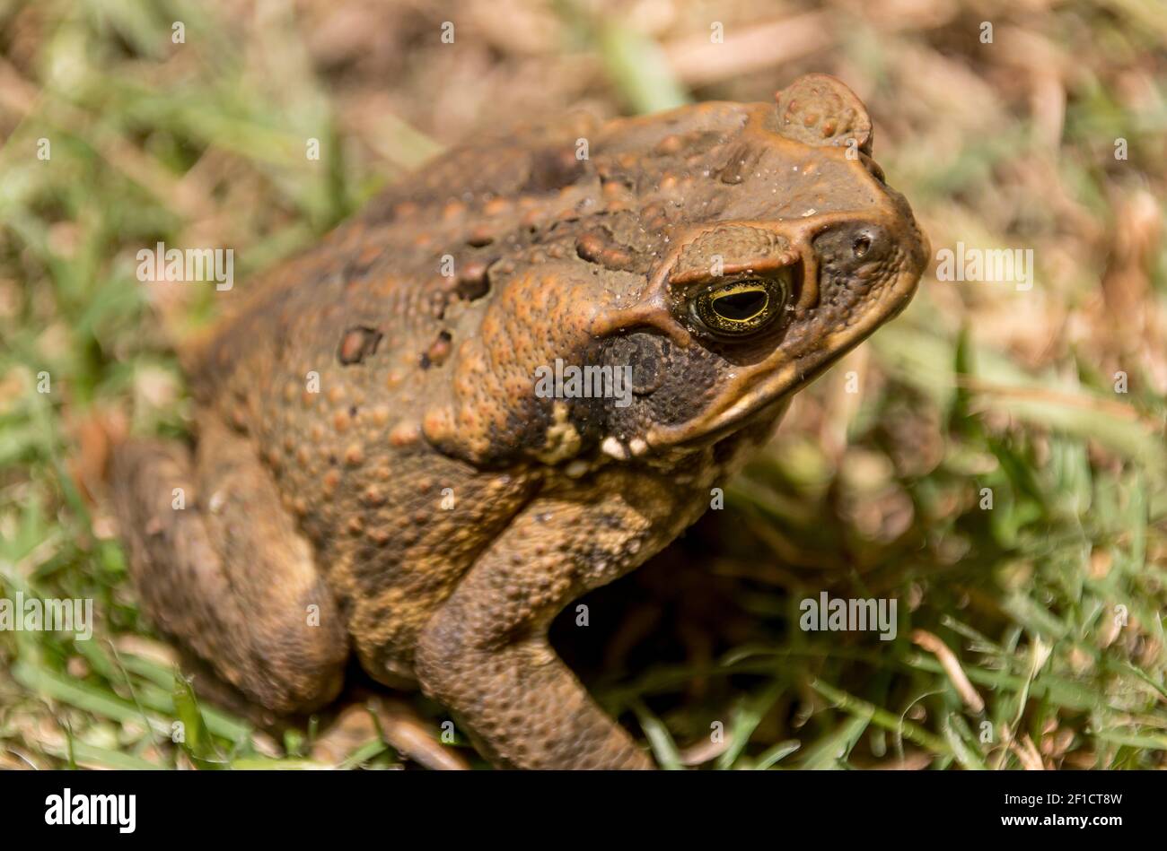 Rhinella marina, Queensland Australia. Un parassito feriale, originario dell'America centrale e meridionale, che danneggia la fauna selvatica e le colture in Australia Foto Stock