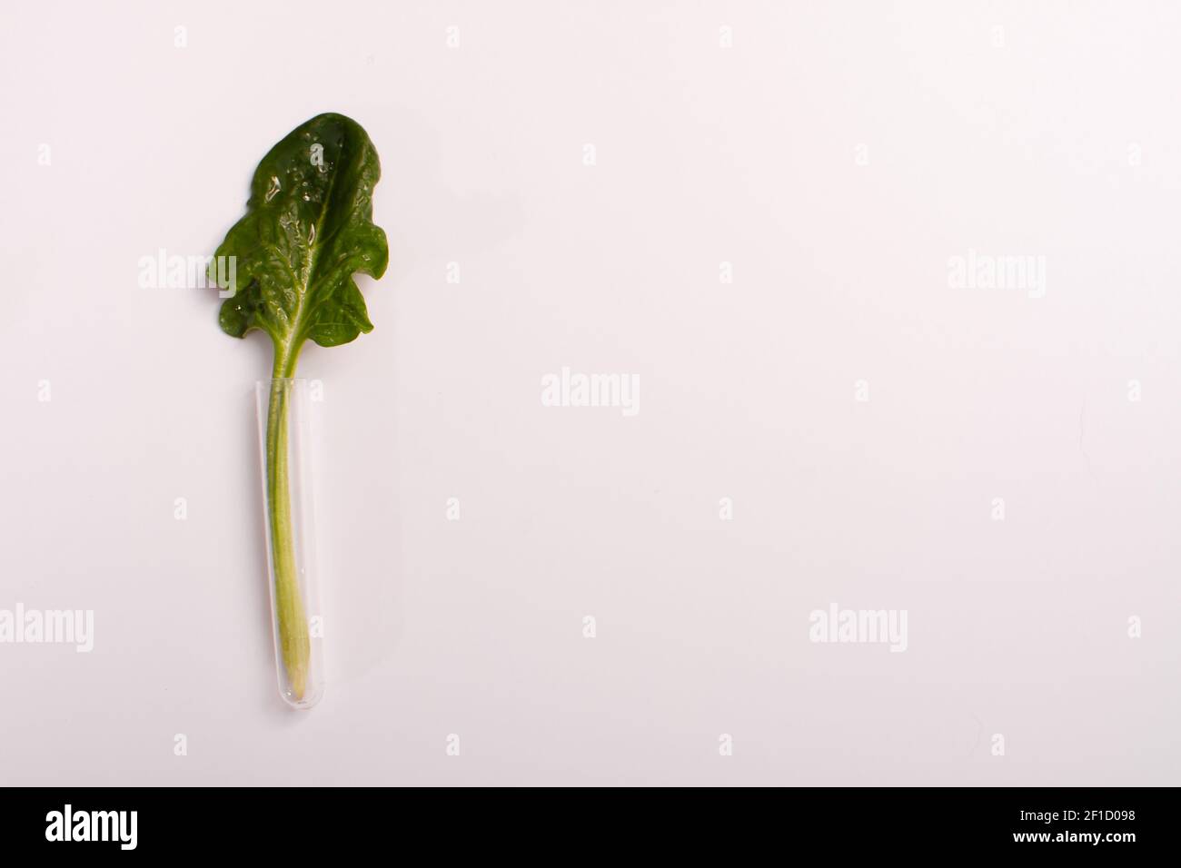 Foglia di spinaci in un matraccio di vetro lungo Foto Stock