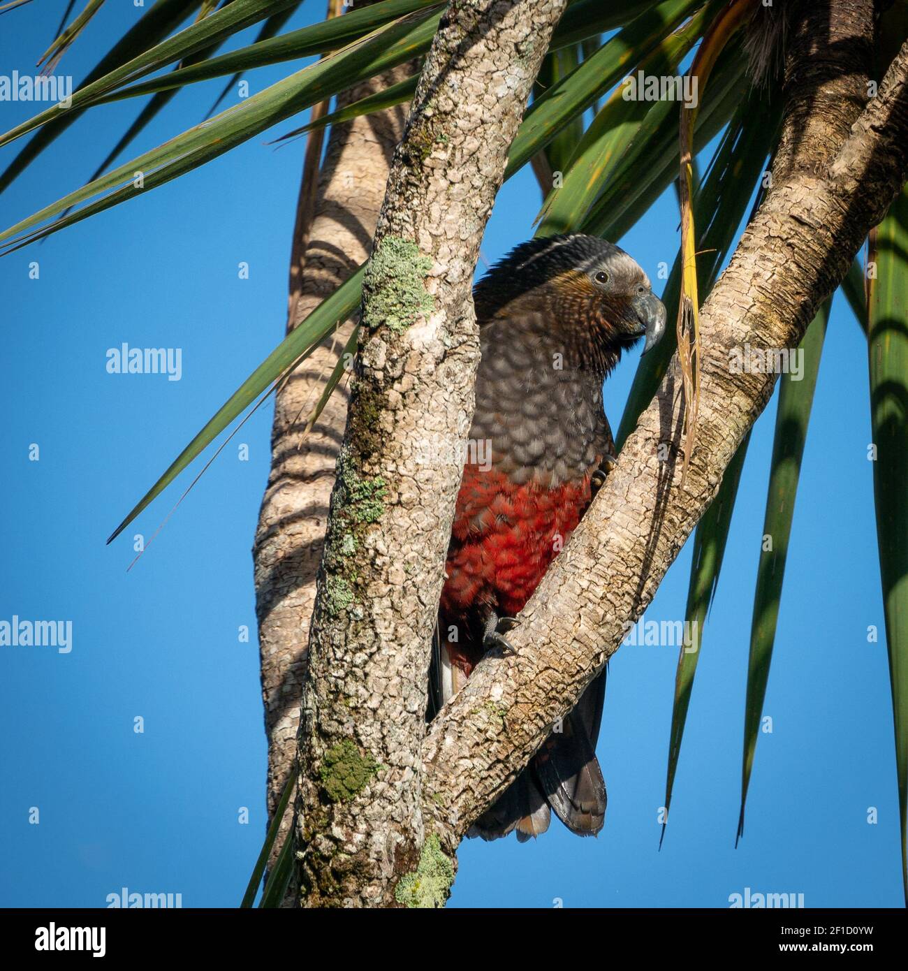 Raro pappagallo nativo seduto tra rami di albero. Girato sull'Isola di Ulva, nella zona di Stewart Island (Rakiura), Nuova Zelanda Foto Stock