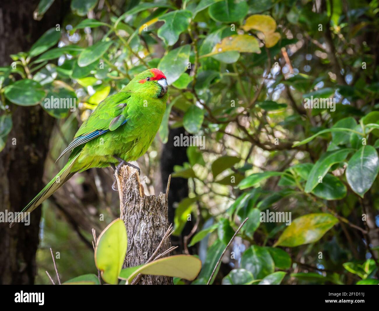 Raro pappagallo nativo nel suo habitat naturale. Girato sull'Isola di Ulva, nella zona di Stewart Island (Rakiura), Nuova Zelanda Foto Stock
