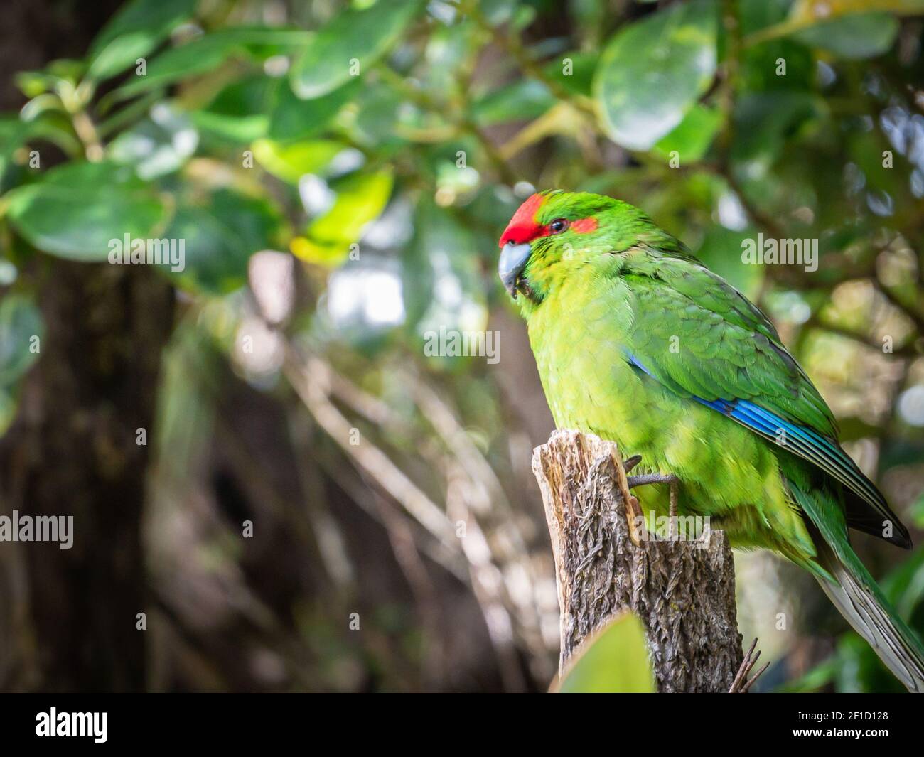 Raro pappagallo nativo nel suo habitat naturale. Girato sull'Isola di Ulva, nella zona di Stewart Island (Rakiura), Nuova Zelanda Foto Stock