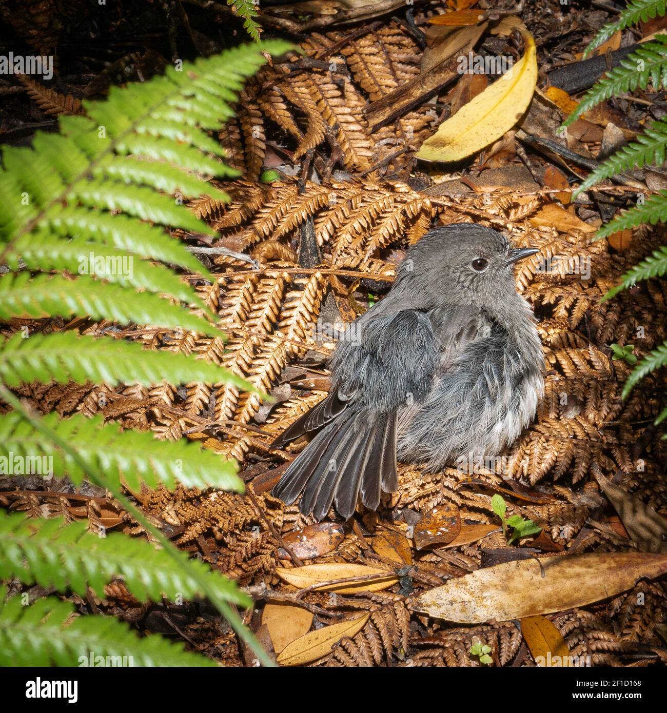 Uccello nativo (Stewart Island Robin) che nidificano a terra. Girato sull'Isola di Ulva, nella zona di Stewart Island (Rakiura), Nuova Zelanda Foto Stock