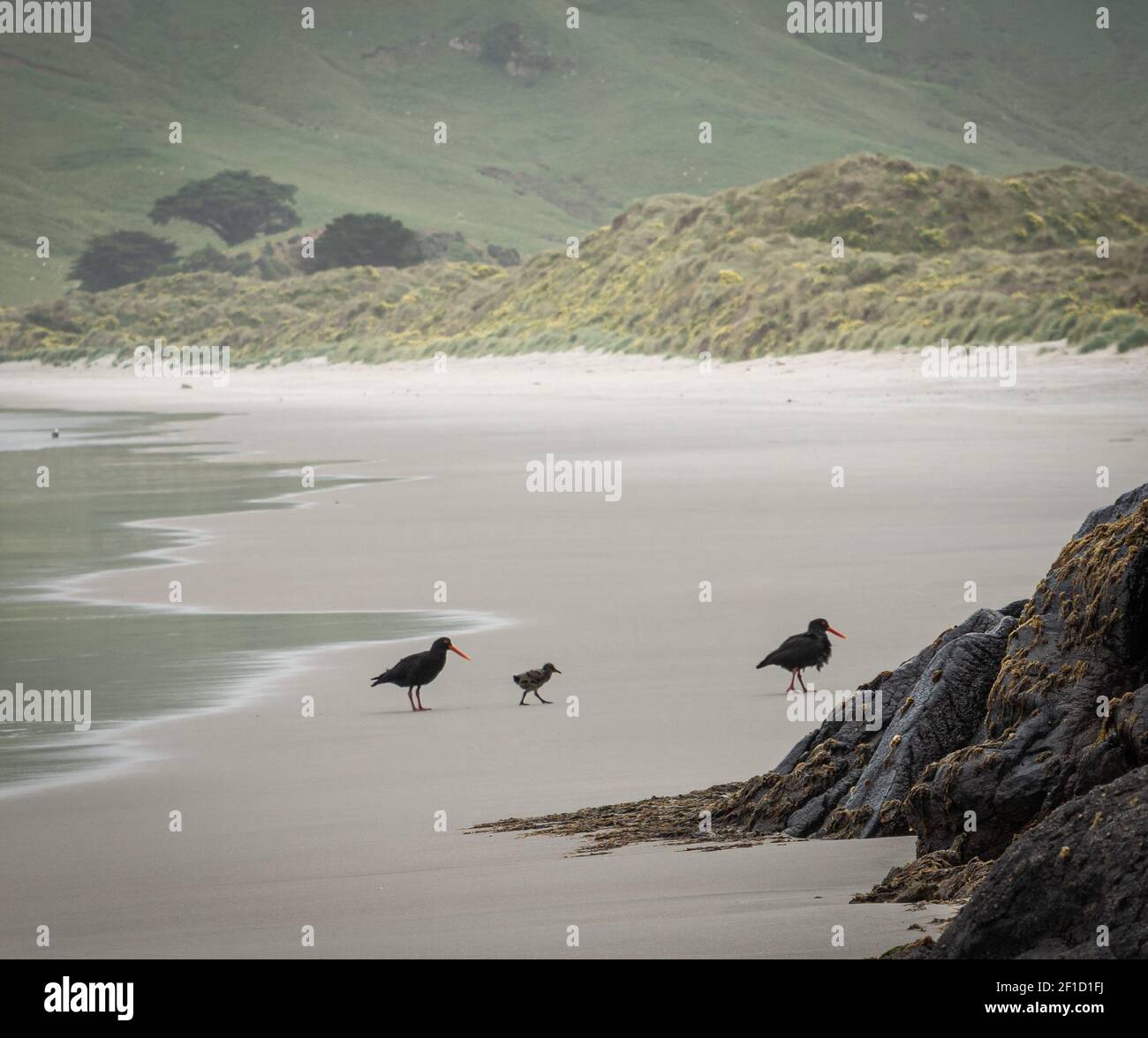 Due uccelli e il loro cucciolo camminando sulla spiaggia. Girato a Allans Beach, Dunedin, Penisola di Otago, Nuova Zelanda Foto Stock