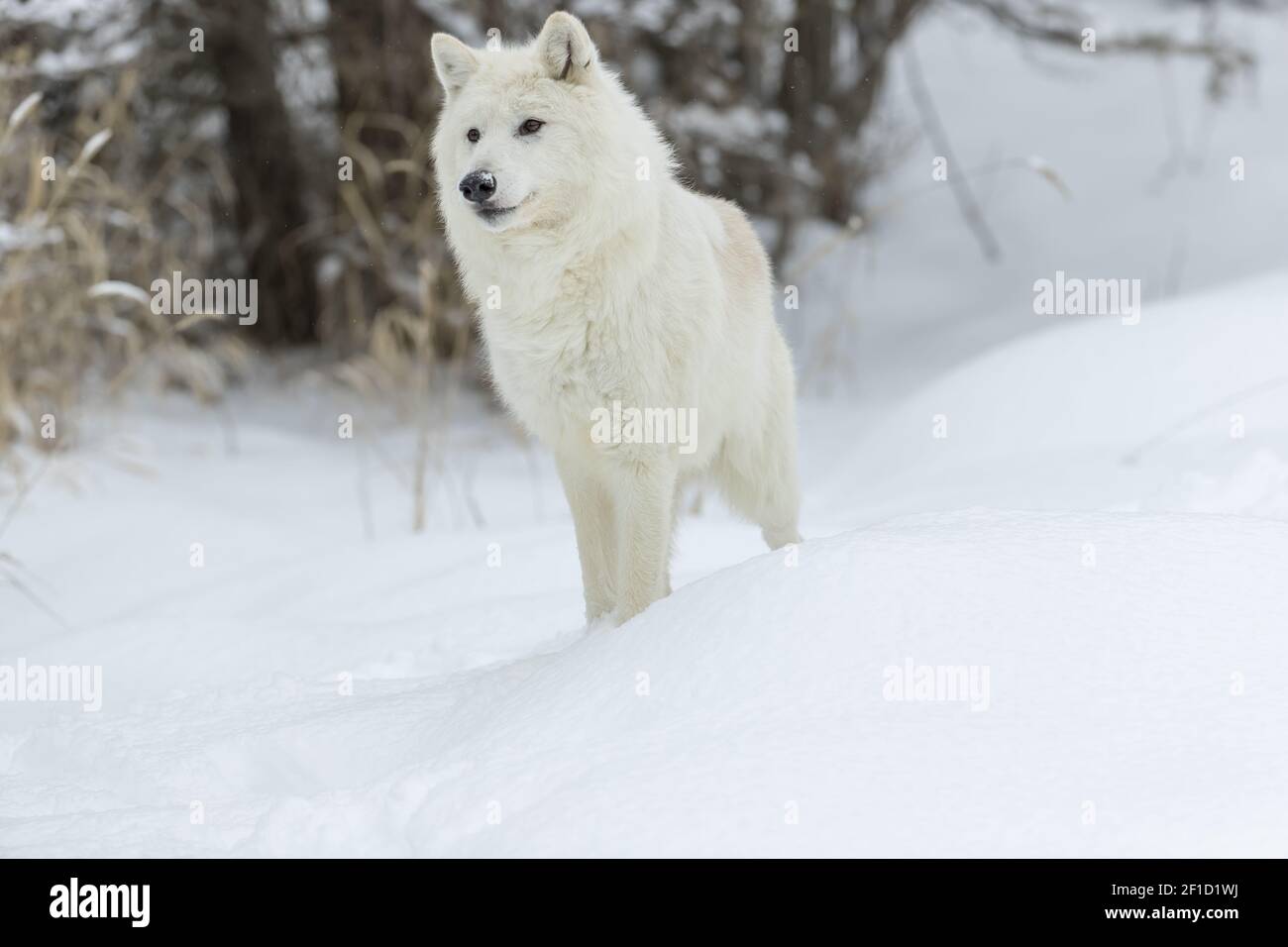 Il lupo artico nella neve Foto Stock