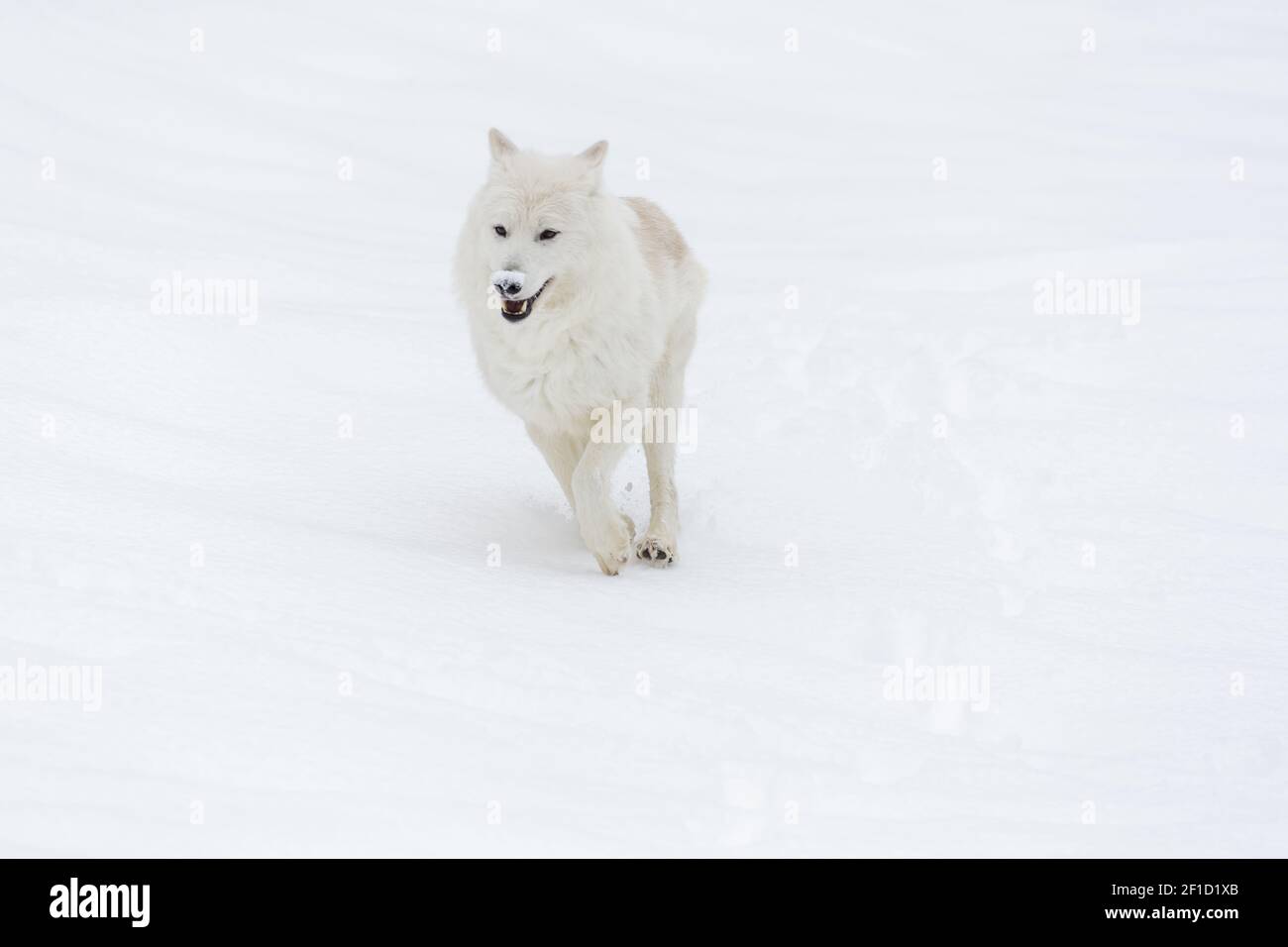 Il lupo artico nella neve Foto Stock