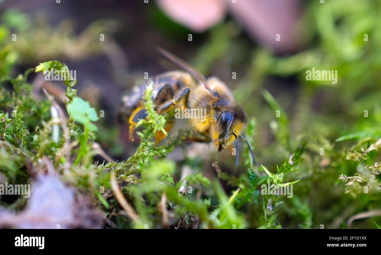 Una ape di miele (Apis mellifera) strisciando attraverso l'erba e il muschio durante la primavera iniziale in Sussex, Inghilterra, Regno Unito. Foto Stock