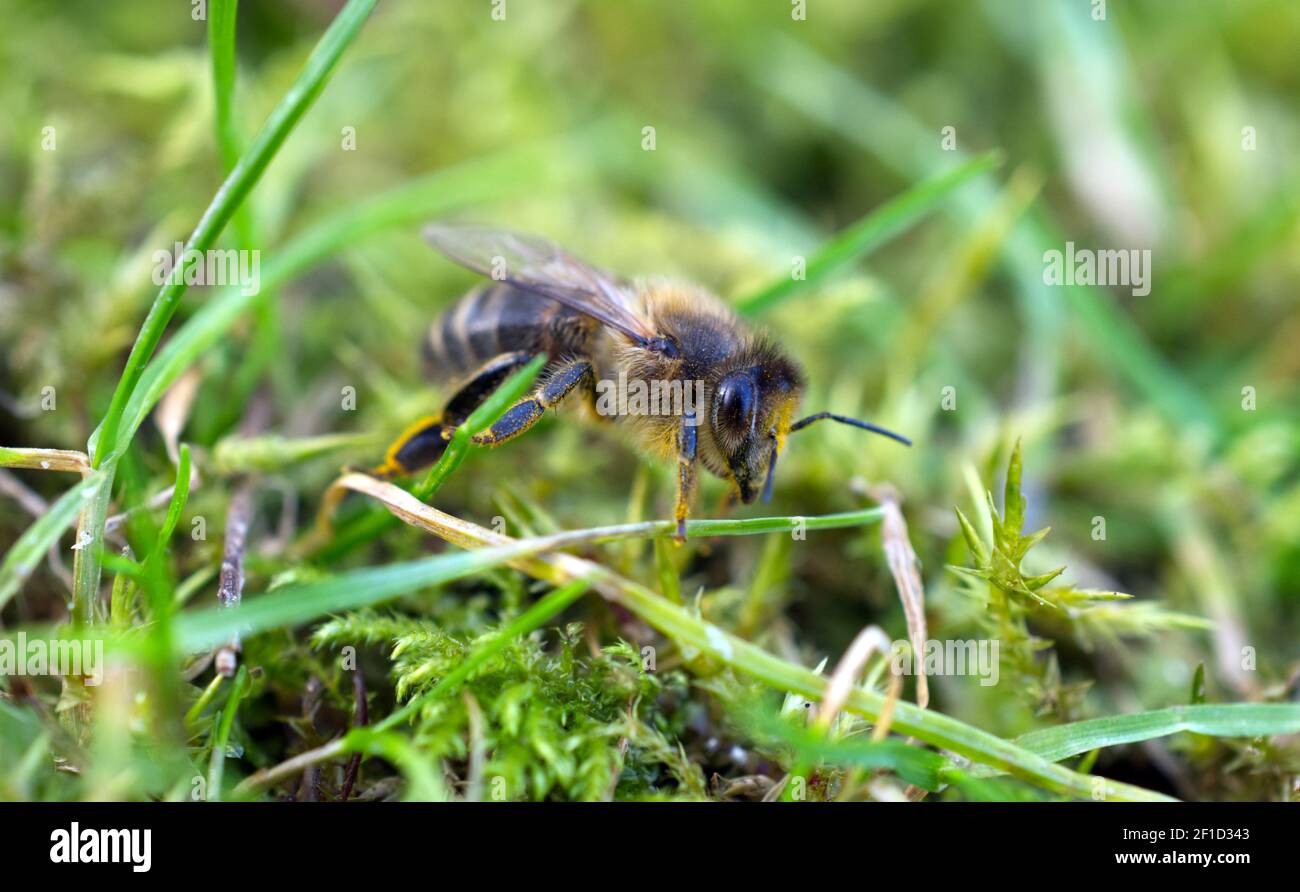 Una ape di miele (Apis mellifera) strisciando attraverso l'erba e il muschio durante la primavera iniziale in Sussex, Inghilterra, Regno Unito. Foto Stock