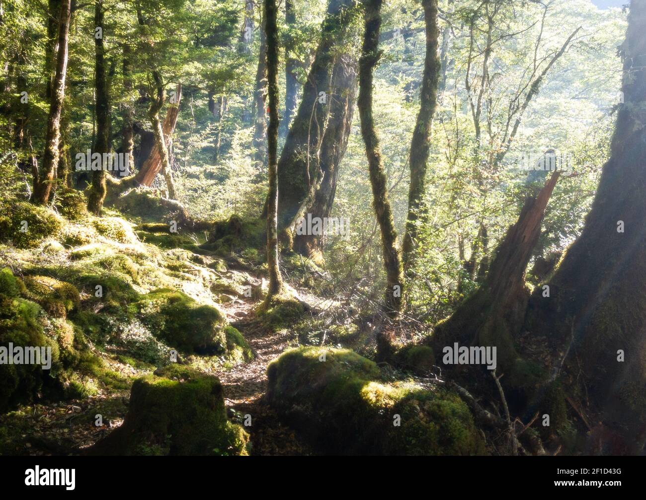 Raggi di sole che arrivano attraverso la vecchia foresta densa, Tiro al Parco Nazionale dei Laghi di Nelson, Isola del Sud della Nuova Zelanda Foto Stock
