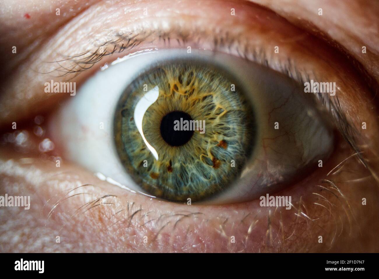 Il primo piano dell'occhio umano. L'occhio umano è un organo senso accoppiato che reagisce alla luce e permette la visione. Foto Stock