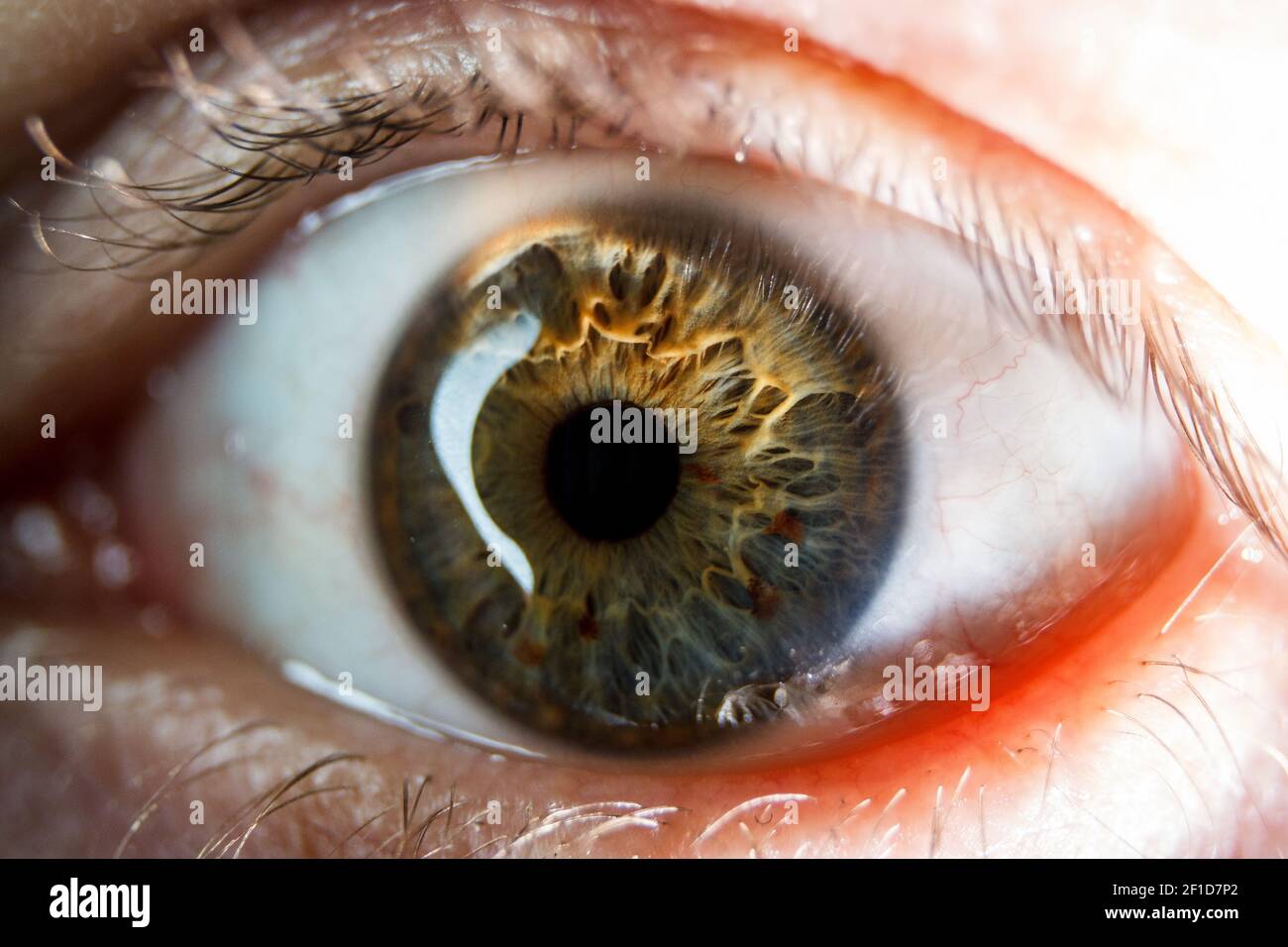 Il primo piano dell'occhio umano. L'occhio umano è un organo senso accoppiato che reagisce alla luce e permette la visione. Foto Stock