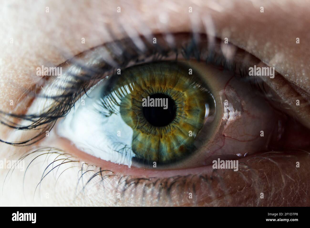 Il primo piano dell'occhio umano. L'occhio umano è un organo senso accoppiato che reagisce alla luce e permette la visione. Foto Stock