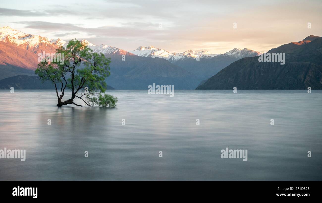 Willow albero che cresce nel mezzo del lago con le montagne sullo sfondo. Foto del famoso albero di Wanaka dalla Nuova Zelanda fatta durante l'alba. Foto Stock