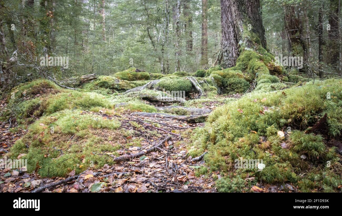 Mostra di boschi di Moody con radici mussose e vecchi alberi, girato in Nuova Zelanda Foto Stock