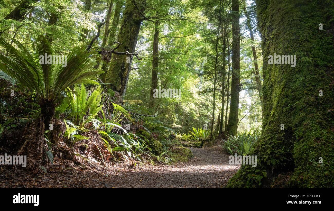 Fitta foresta antica con felci e sentiero che conduce attraverso di essa. Foto in prospettiva bassa realizzata su Kepler Track, Fiordland National Park, Nuova Zelanda Foto Stock