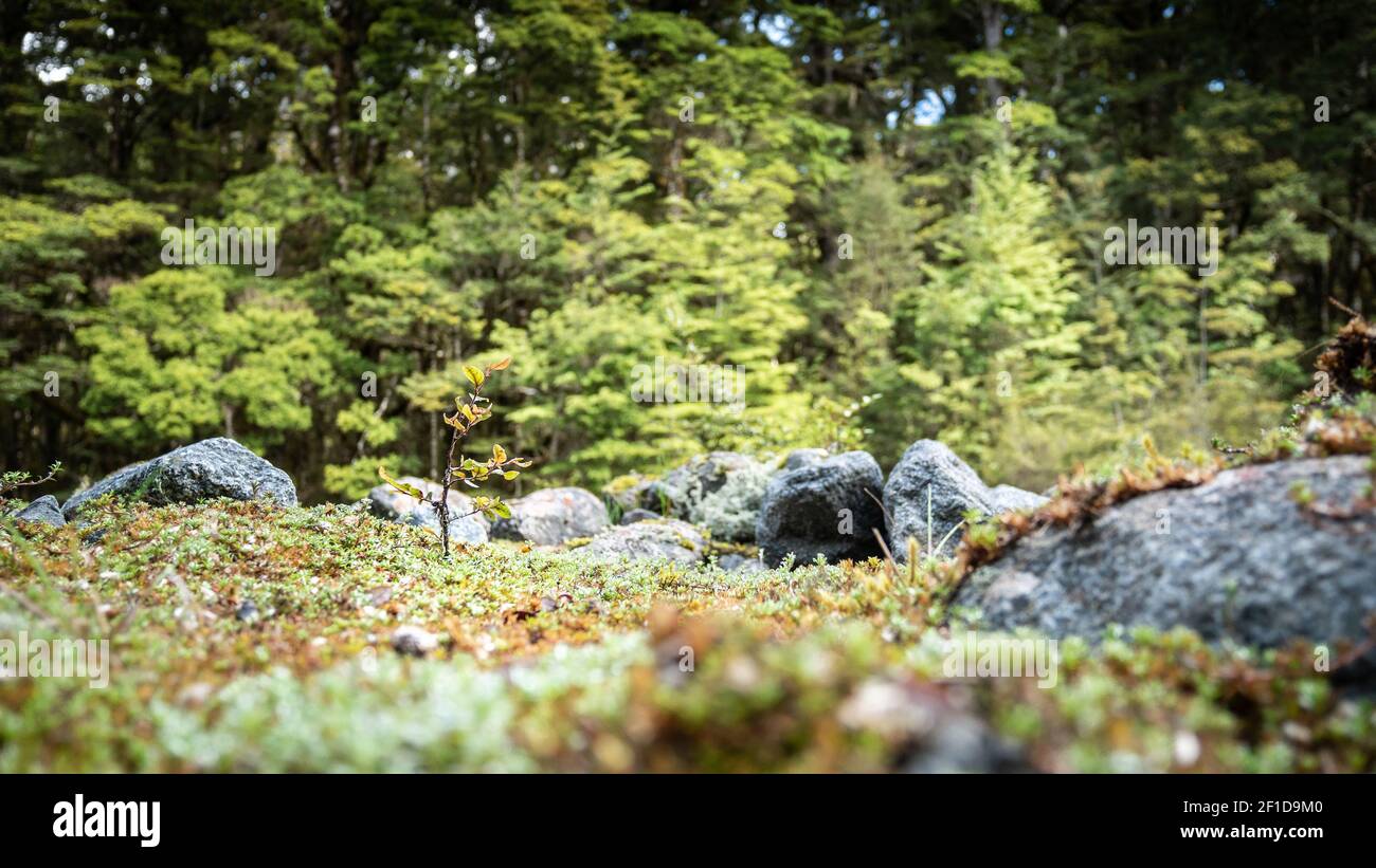 Piccolo closeup di pianta. Girato al Kepler Track, Fiordland National Park, Nuova Zelanda Foto Stock