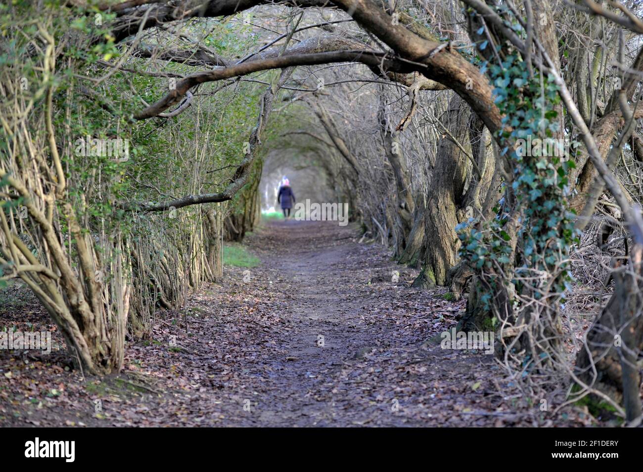 donne solitarie che camminano alla fine del tunnel di alberi su sentiero rurale ellingham norfolk inghilterra Foto Stock