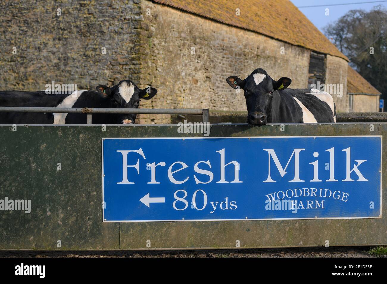 Stock Gaylard, vicino a Sturminster Newton, Dorset. 2 marzo 2021. Vacche da latte in attesa di essere mungite alla Woodbridge Farm. La casa di Dorset Blue Vinny, un bl Foto Stock