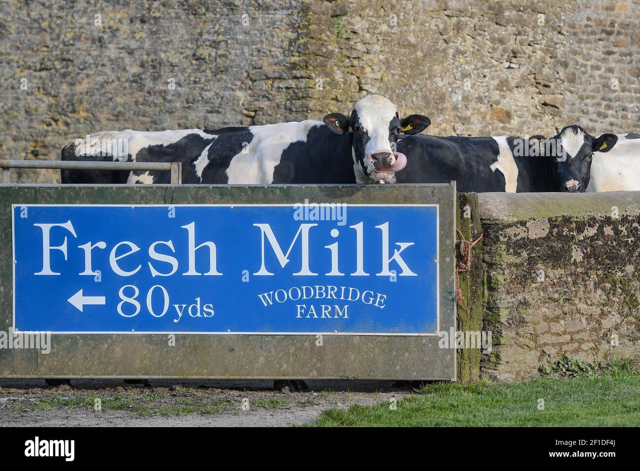 Stock Gaylard, vicino a Sturminster Newton, Dorset. 2 marzo 2021. Vacche da latte in attesa di essere mungite alla Woodbridge Farm. La casa di Dorset Blue Vinny, un bl Foto Stock