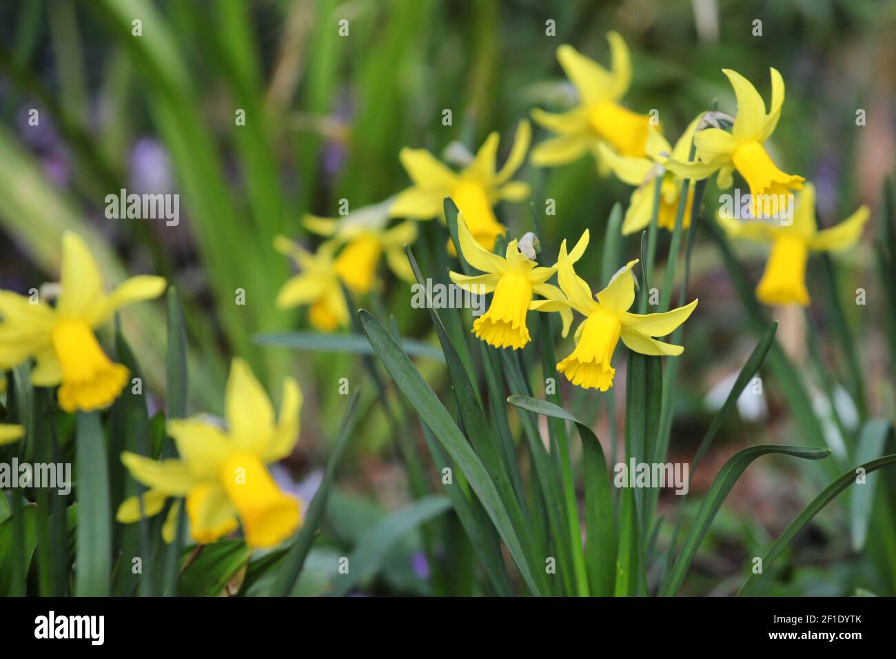 Narcisi gialle, in fiore all'inizio della primavera Foto Stock