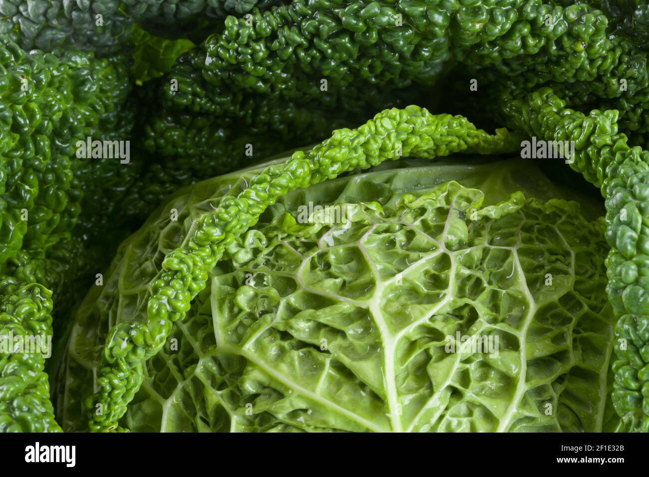 Fresco cavolo sabaudo isolato su uno sfondo bianco primo piano. Concetto sano di dieta organica naturale Foto Stock