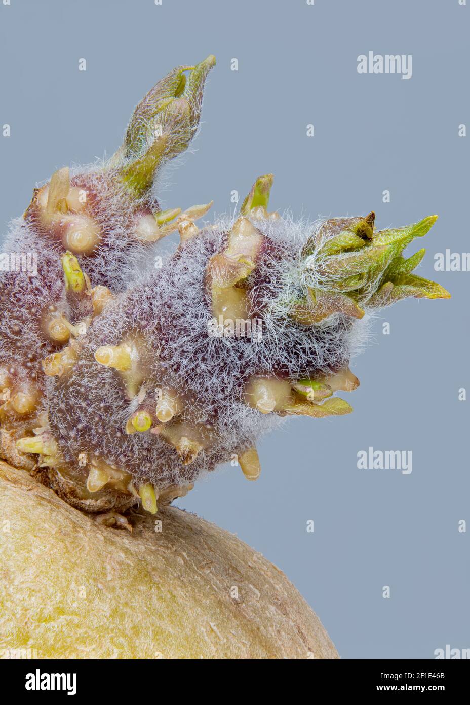 Primo piano di una patata germogliante con foglie, fiore, e capelli Foto Stock