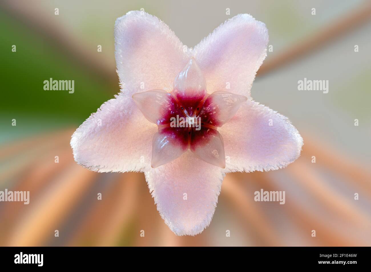 Primo piano dei cinque petali a forma di stella di un singolo fiore di hoya (pianta di cera, cerotto, fiore di cera) Foto Stock