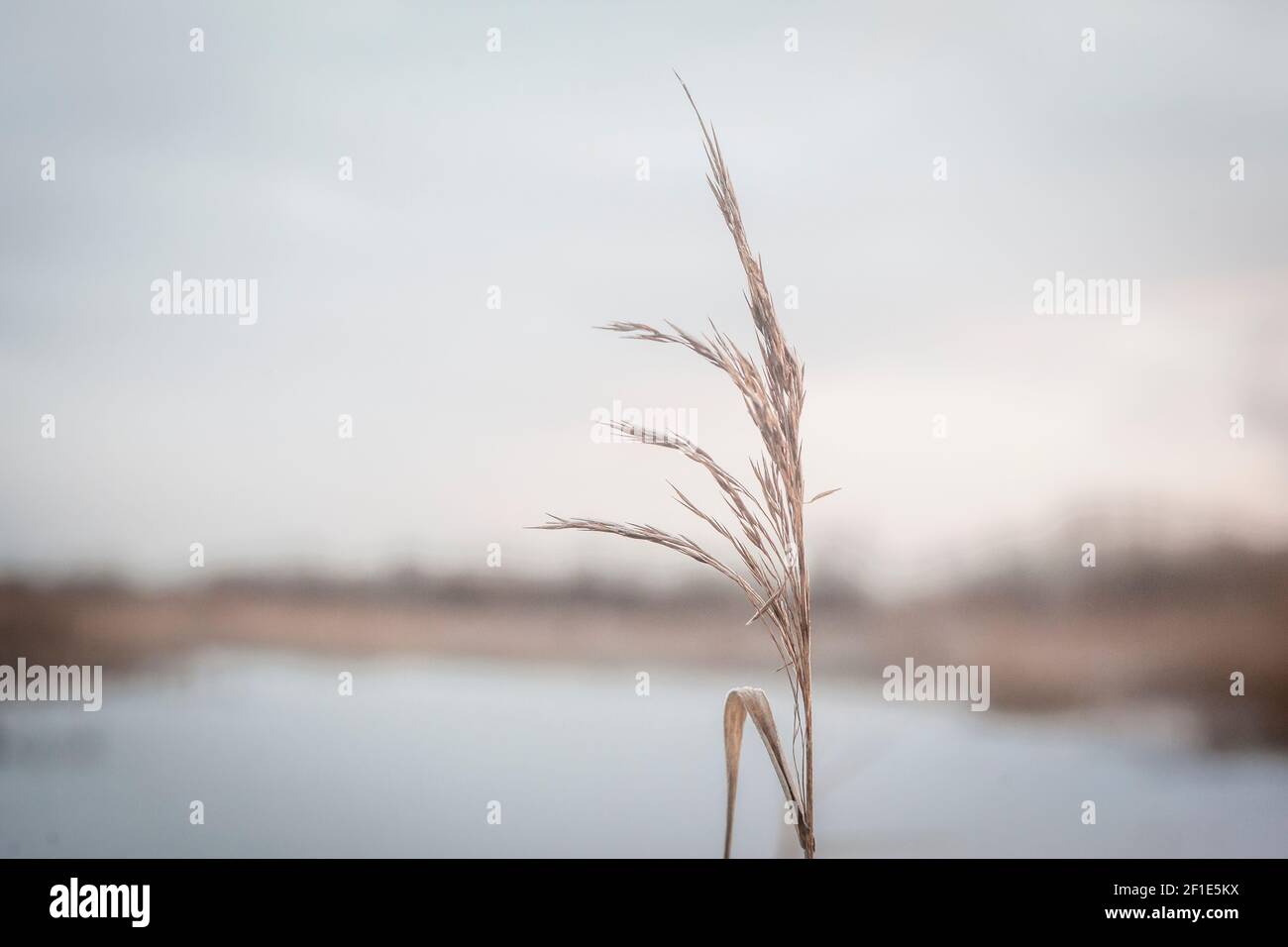 Una paglia di grano lunga vicino ad un lago Foto Stock