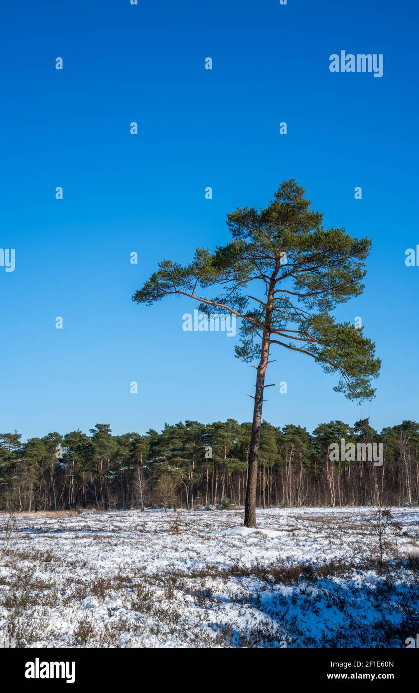 Paesaggio di salute con pino scozzese in un inverno soleggiato Giorno (Pinus sylvestris) Foto Stock