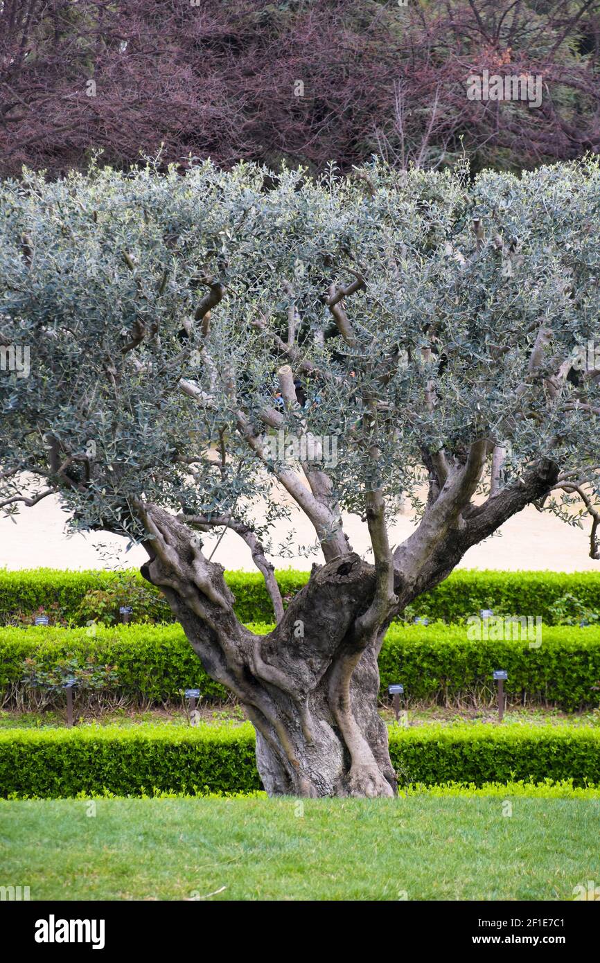 Olivo in un giardino. Foto Stock