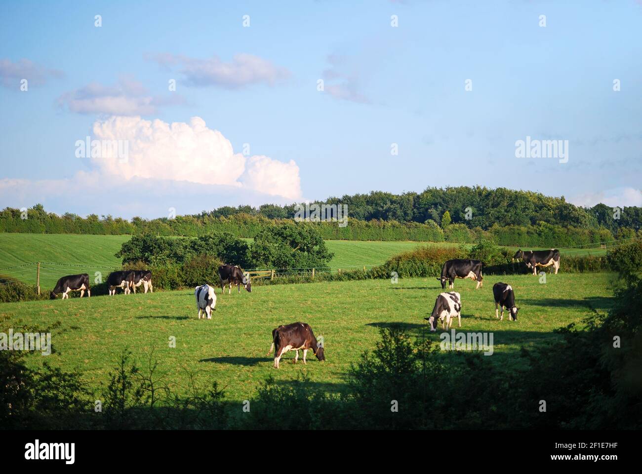 Mucche al pascolo nella campagna, Nr.Ashby-de-la-Zouch, Leicestershire, England, Regno Unito Foto Stock