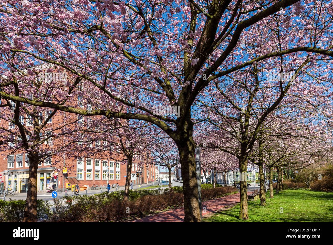 Asfelbaumallee in voller Blüte im Frühjahr in einer Stadt in Schleswig-Holstein Foto Stock