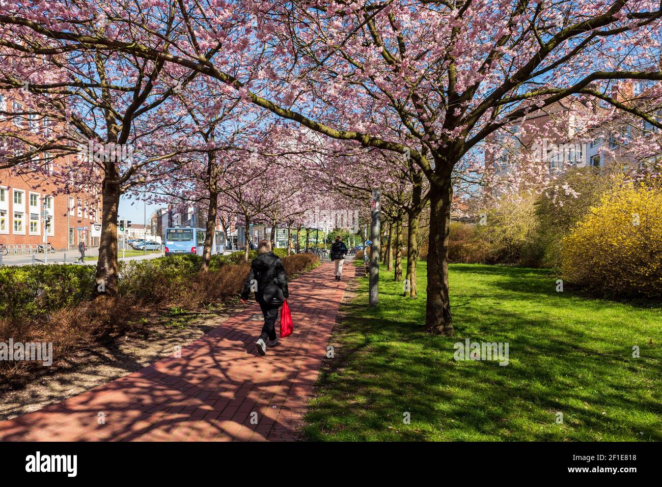 Asfelbaumallee in voller Blüte im Frühjahr in einer Stadt in Schleswig-Holstein Foto Stock