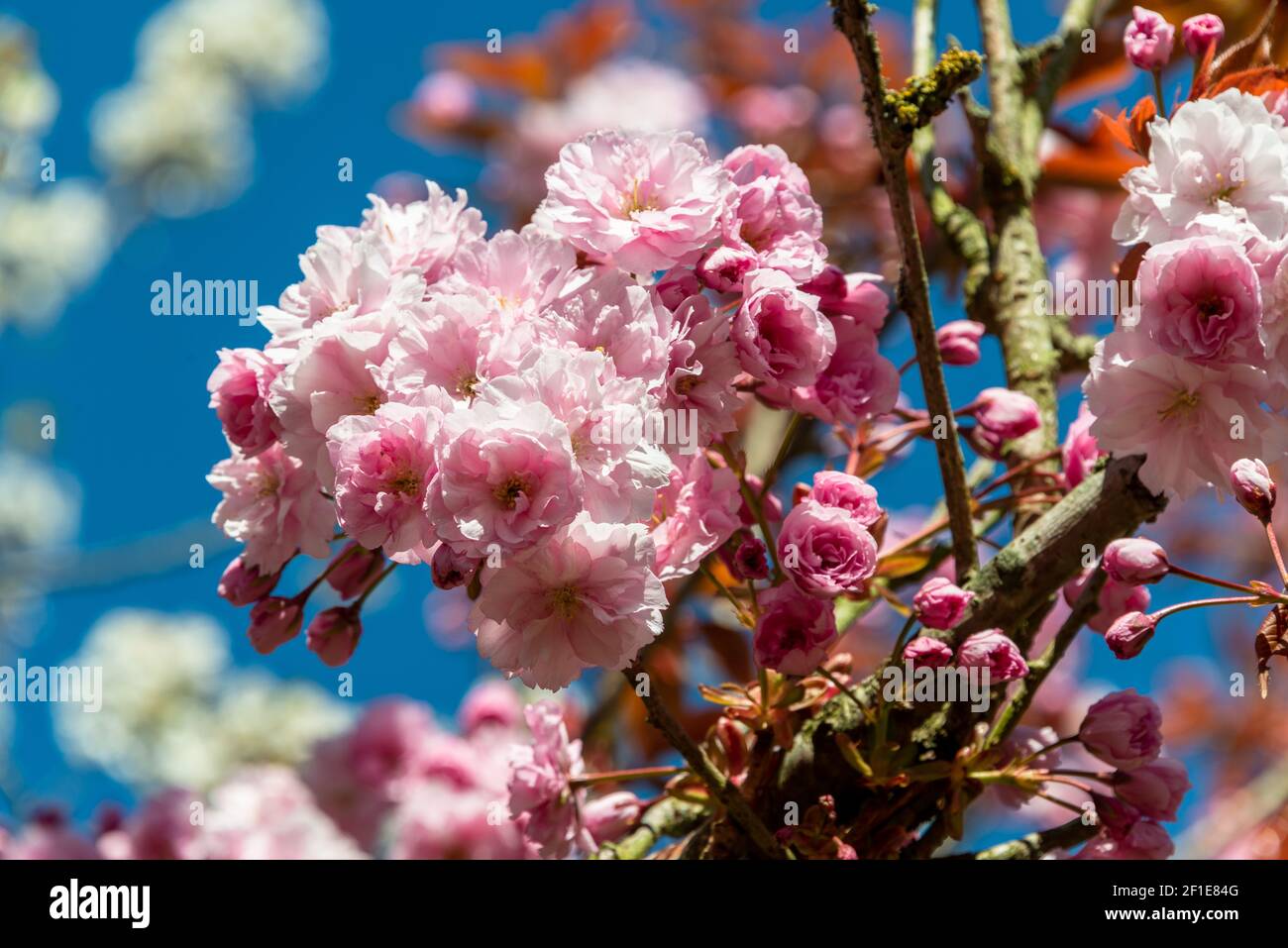 Bunte Kirschblüten vor blauem Himmel Foto Stock