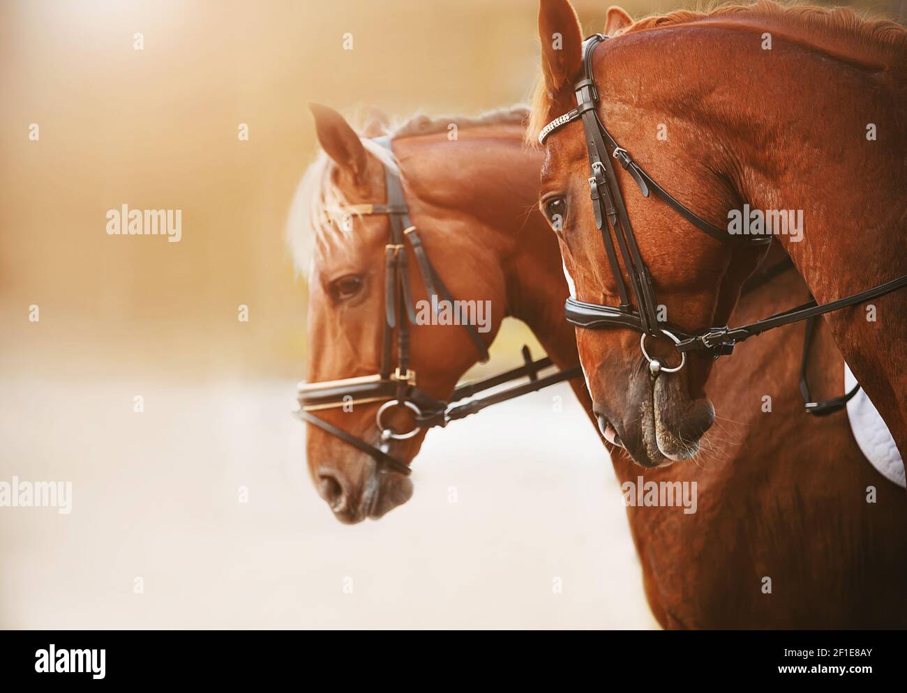 Ritratto di due cavalli di strel con manna leggera e briglia sulla museruola, affiancati in una soleggiata giornata estiva. Sport equestri. Foto Stock