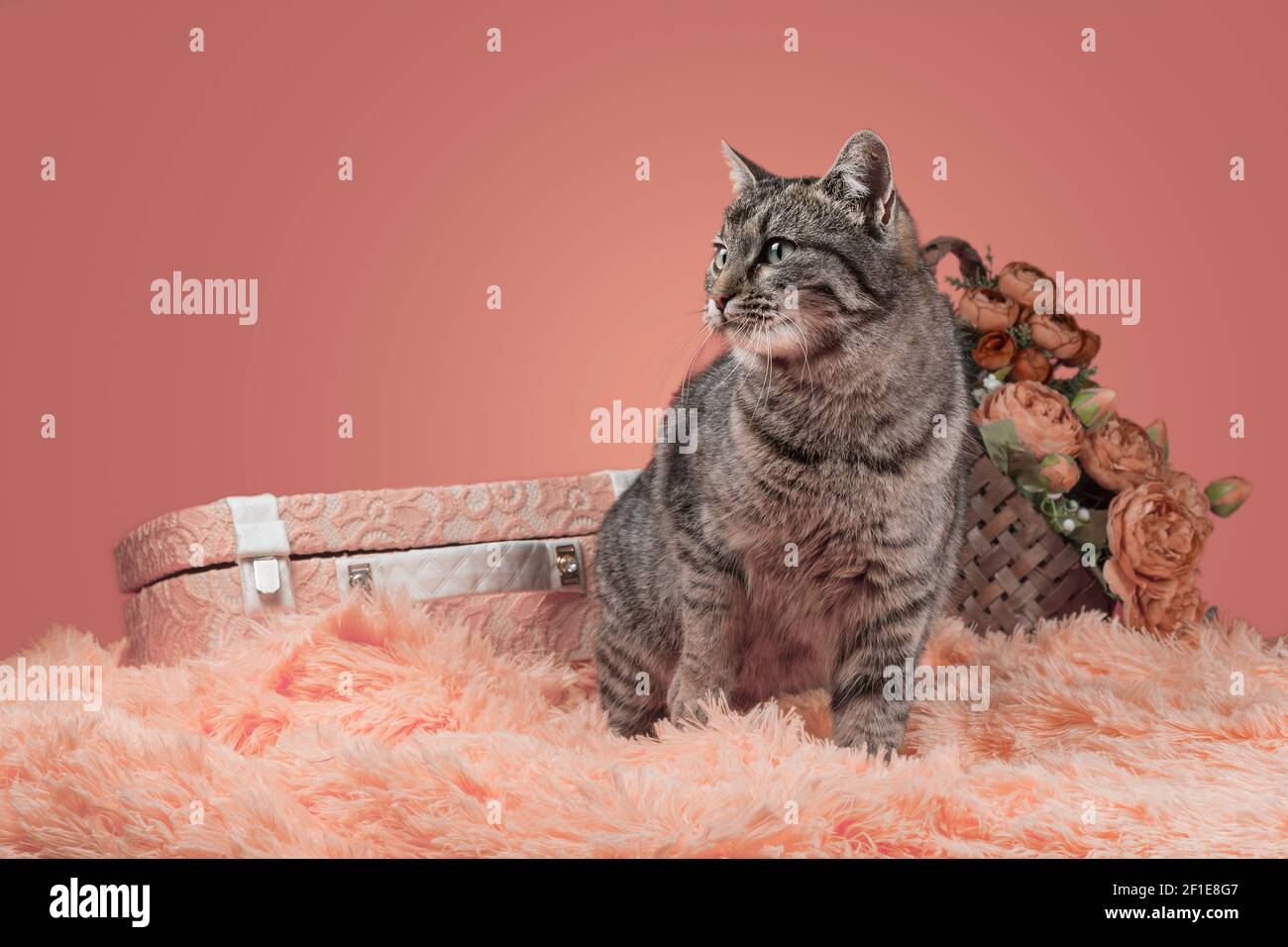 gatto tabby adulto con un bouquet di fiori in un cestino e una valigia di pizzo su pelliccia sintetica su un sfondo arancione Foto Stock