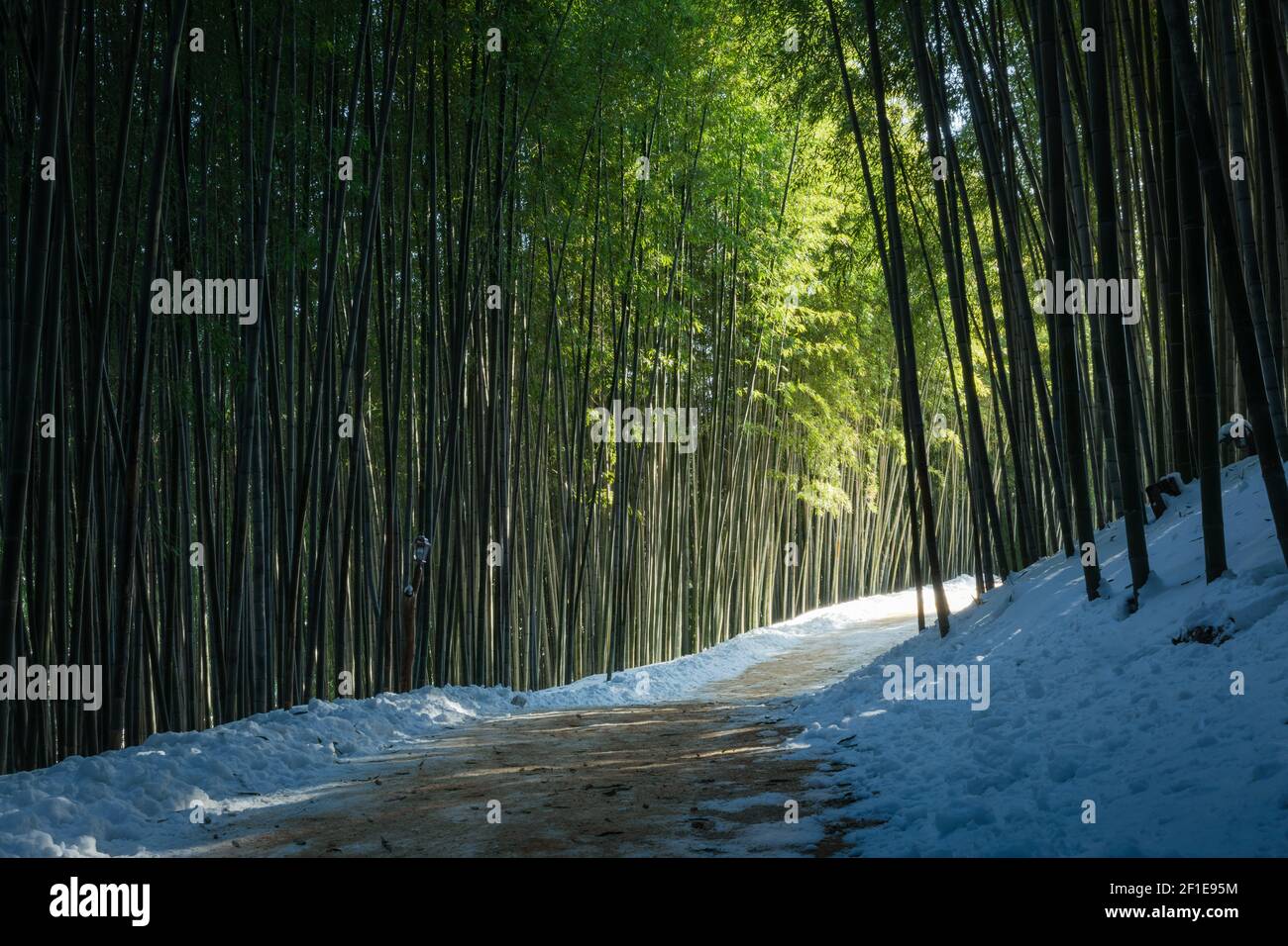 Un misterioso percorso forestale di bambù illuminato dalla luce del sole, uno splendido paesaggio invernale in Corea. Foto Stock