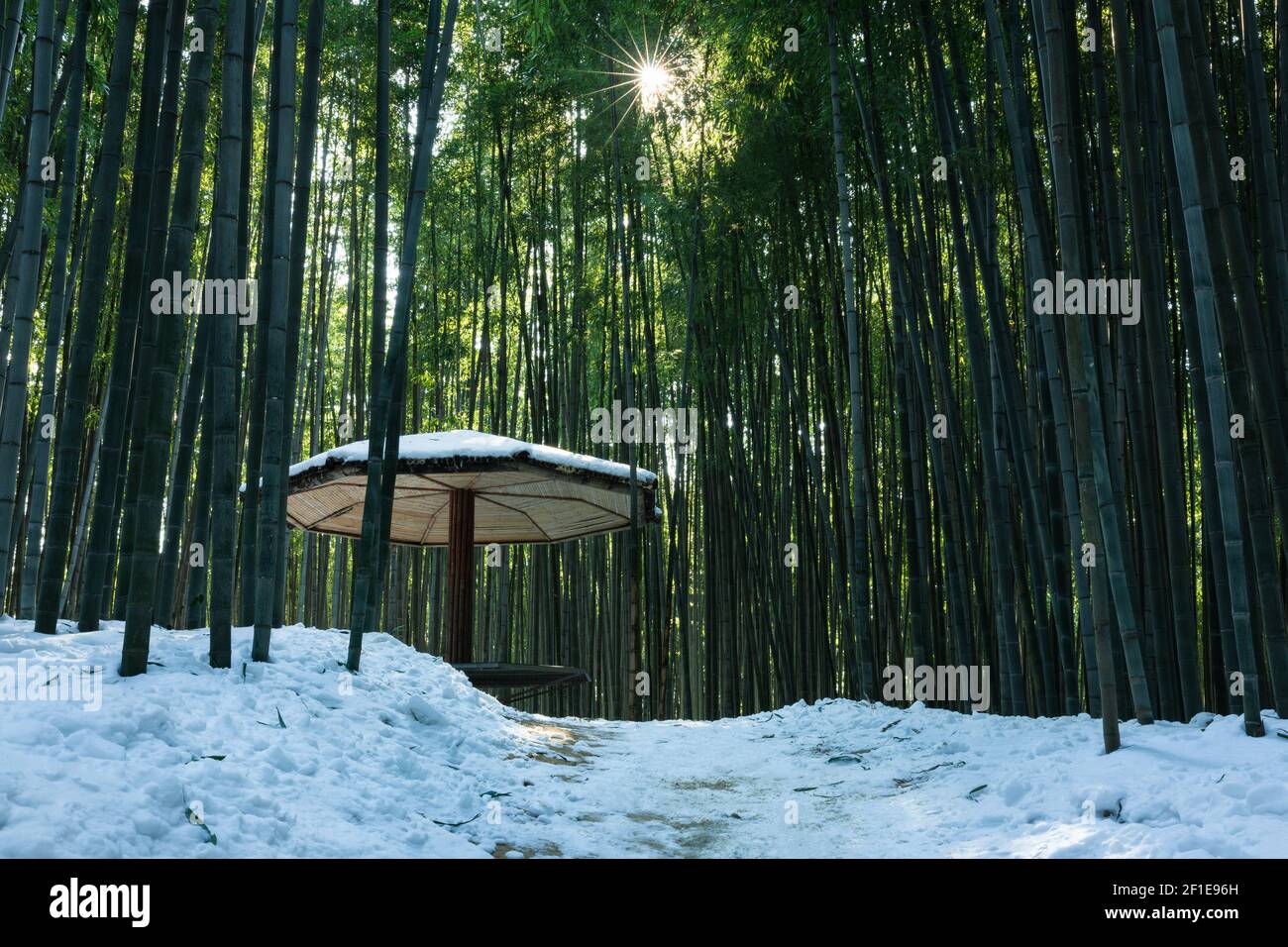 Una foresta di bambù innevata illuminata dal sole, uno splendido paesaggio invernale in Corea. Foto Stock