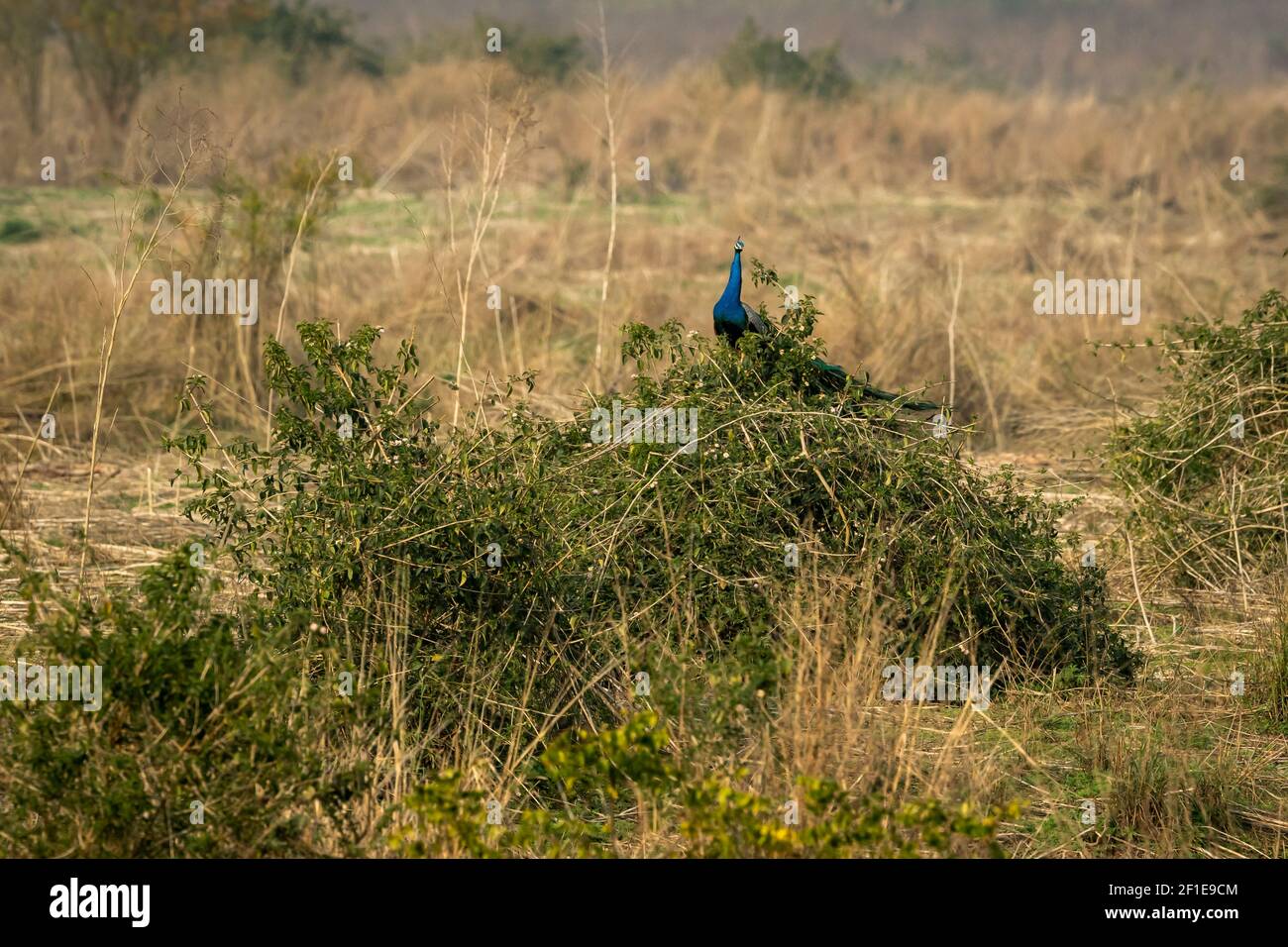 Uccello Peafowl indiano maschio che riposa su una pianta di Lantana o. albero al parco nazionale jim corbett o tigre riserva uttarakhand india Foto Stock