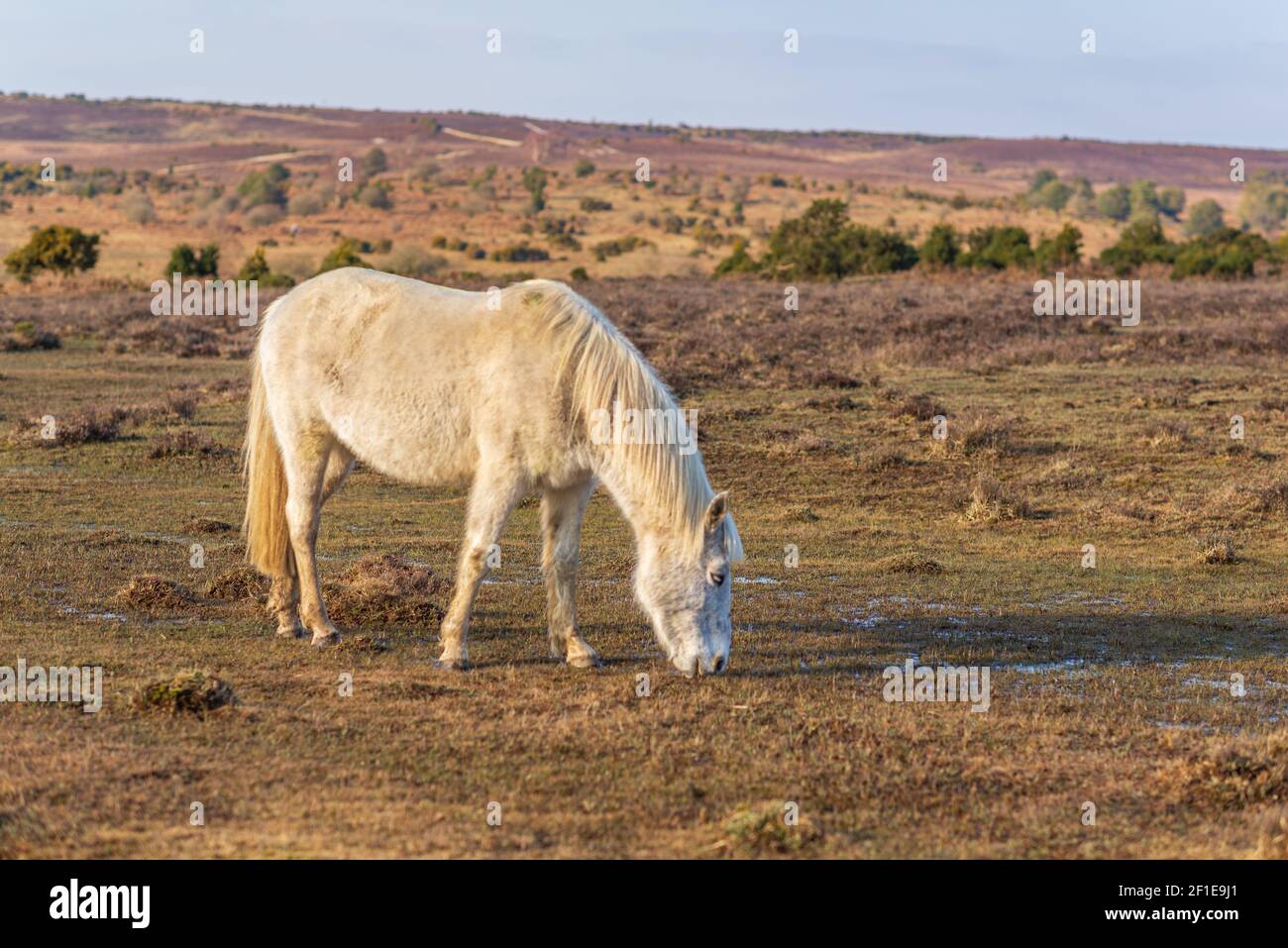 White New Forest pony pascolo su erba corta una brughiera nel mese di marzo, Hampshire, Regno Unito Foto Stock