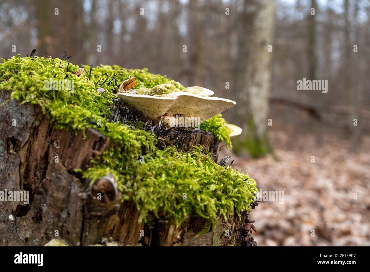 Funghi su un moncone coperto di muschio Foto Stock Funghi su un moncone coperto di muschio Foto Stock
