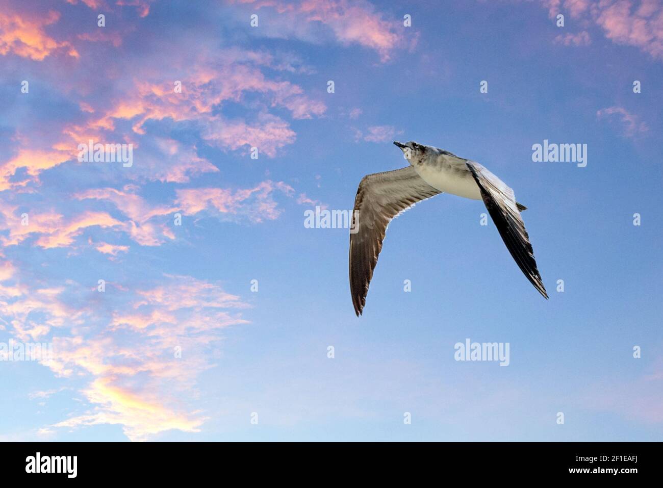 Volo del Gabbiano Foto Stock