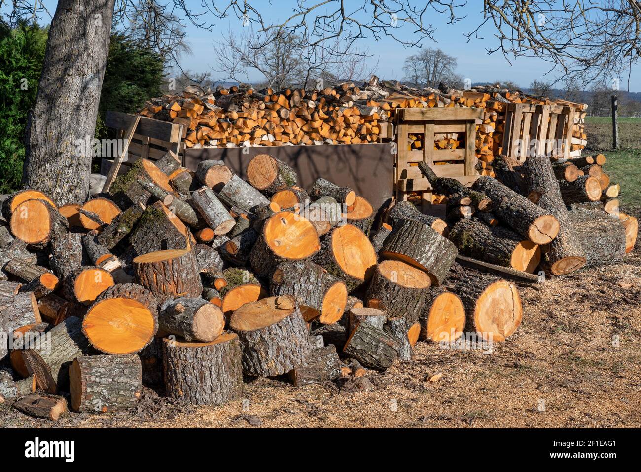 Deposito rurale di legno di tronchi d'albero segati e legna da ardere Foto Stock