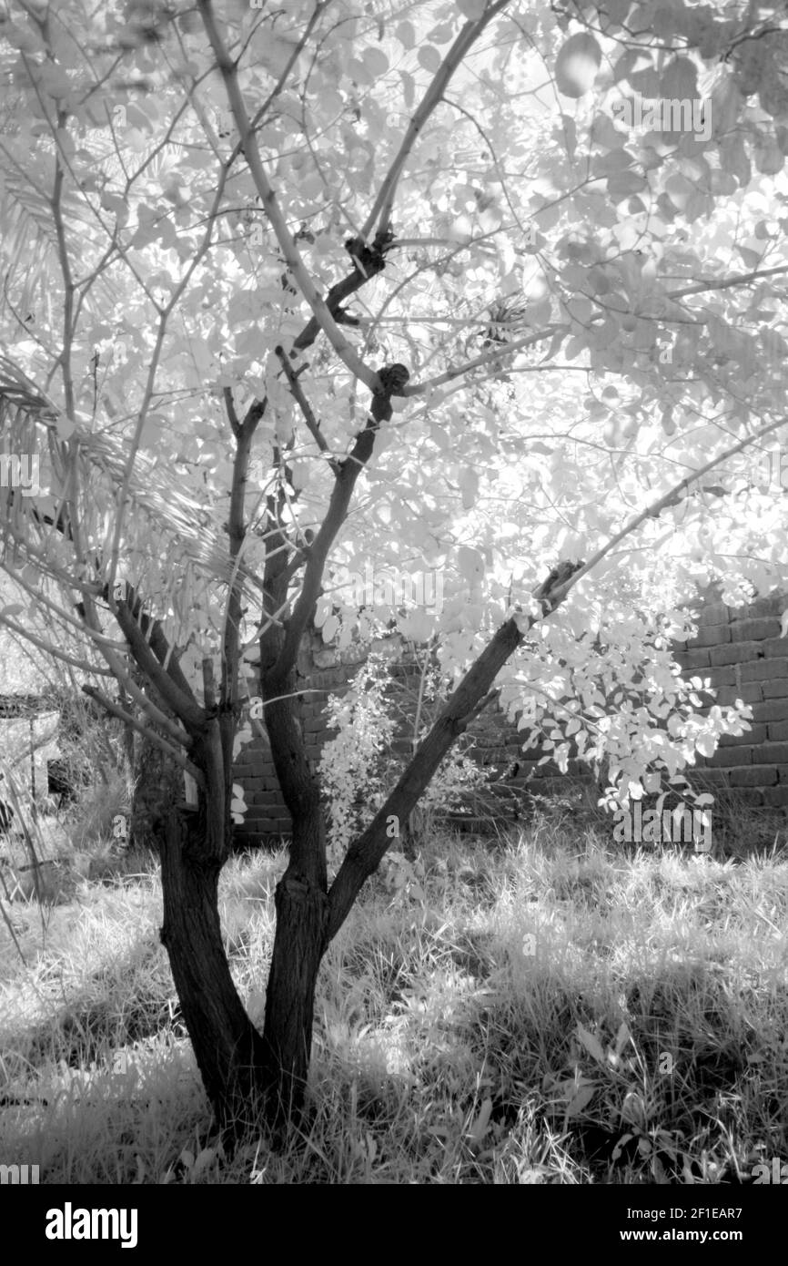 foto a infrarossi del campo delle palme di basra Foto Stock