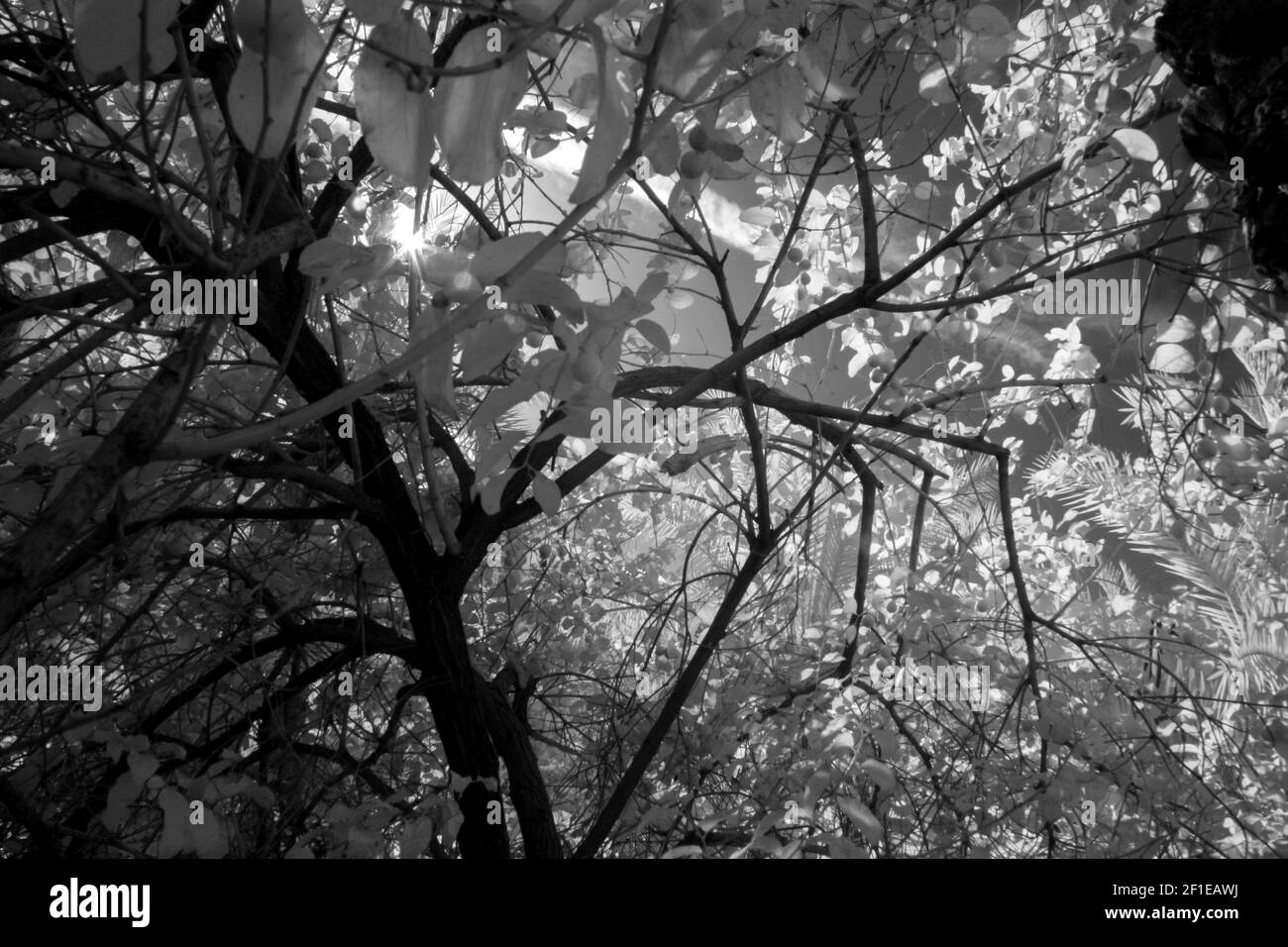 foto a infrarossi del campo delle palme di basra Foto Stock